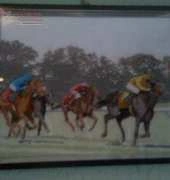horses