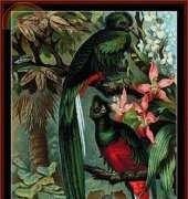 Cross Stitch Collectibles WL-33 - Resplendent Trogon