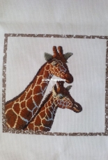 Giraffes at rest