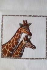 Giraffes at rest
