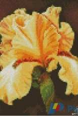 Gerdamoon B010, Yellow iris