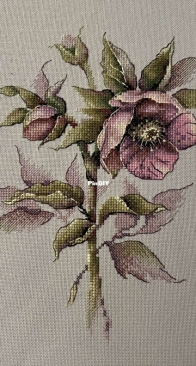 Elena Zhelnovach - Hellebore