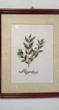 myrtle