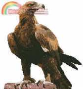 Artecy - wedge tail eagle