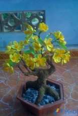 Hoa Mai /Flowers