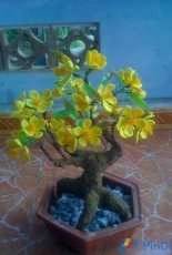 Hoa Mai /Flowers