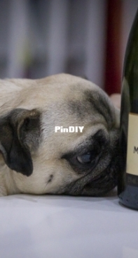 My pug
