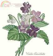 The Lilac Studio #29 Violets