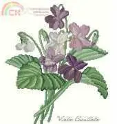 The Lilac Studio #29 Violets