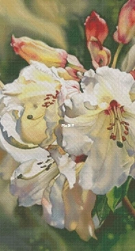 Lilies by Elena Petrova XSD