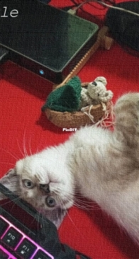 My current pet is a young male cat