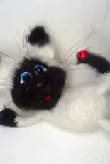 kitten