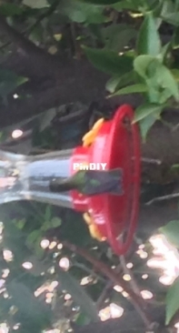 feeding hummimng birds