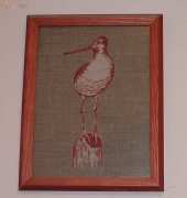 Seagull
