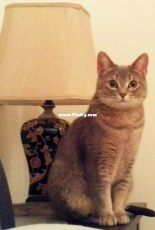 Our cats