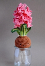 Happy Coridon - Hyacinth bulb