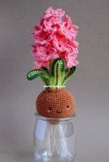 Happy Coridon - Hyacinth bulb