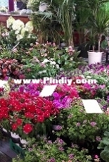 Flowers market in Italy