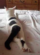 Heres my cat watching tv