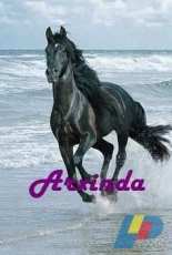 Arxinda - Black Horse