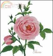 PINN 17-H Roses Hero