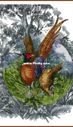 Pheasants by Alisa Okneas XSD
