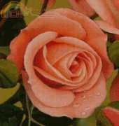 Golden Kite GK 450 - New Pink Rose