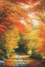 Shinysun Autumn in new England xsd
