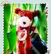 Bear Jungle Run