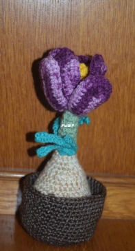 crocus bulb