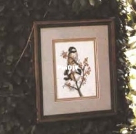 Chickadees from Stoney Creek Book 14 - In the Woods PCS