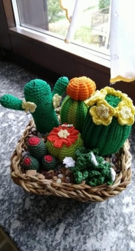 Succulent plants