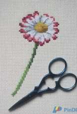 Small Daisy