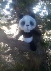 Perry The Panda