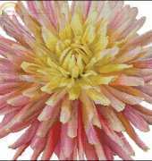 Thea Gouverneur TG0441  Dahlia