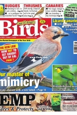 Cage & Aviary Birds - 08 October 2018