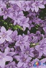 Artecy Cross Stitch - Campanula