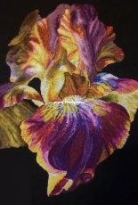 Fire Waltz Iris by Anna Kuznetsova /Анна Кузнецова PCS