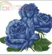 KCO 618117 Blue Roses