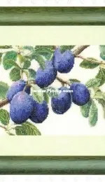 Thea Gouverneur 3015 - Plum Branch / Pruimentak