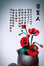 Papaver rhoeas