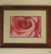 pink rose