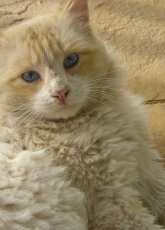 My cat Blas