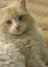 My cat Blas