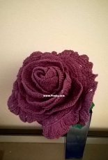 Rose open