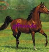 Arxinda - Caballo Arabe