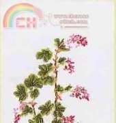 Thea Gouverneur 824 - Ribes - Narcis
