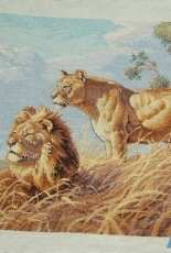 DIM 03866 African Lions