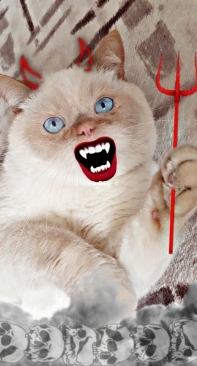 Cats Halloween