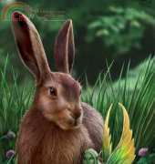 HAED HAEANS 1231 Hare and Sprite by Anne Stokes XSD